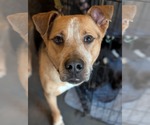 Small #10 American Staffordshire Terrier Mix