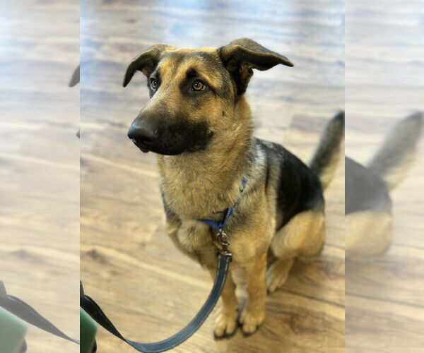 Medium Photo #2 German Shepherd Dog Puppy For Sale in Polson, MT, USA