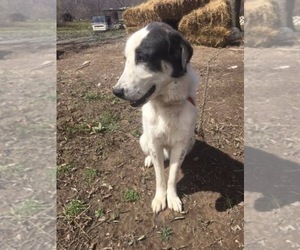Father of the Anatolian Shepherd-German Shepherd Dog Mix puppies born on 06/09/2019