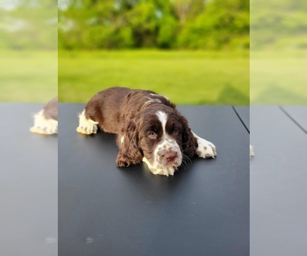 Medium Photo #1 English Springer Spaniel Puppy For Sale in SHEPHERDSVILLE, KY, USA