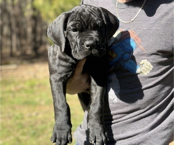 Medium Photo #2 Cane Corso Puppy For Sale in RURAL HALL, NC, USA