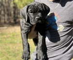 Small Photo #2 Cane Corso Puppy For Sale in RURAL HALL, NC, USA