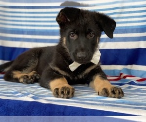 German Shepherd Dog Puppy for sale in LANCASTER, PA, USA