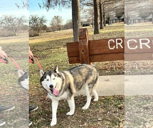 Siberian Husky Dogs for adoption in Carrollton, TX, USA