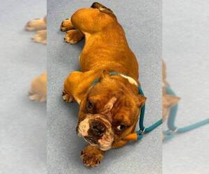 French Bulldog-Unknown Mix Dogs for adoption in New York, NY, USA