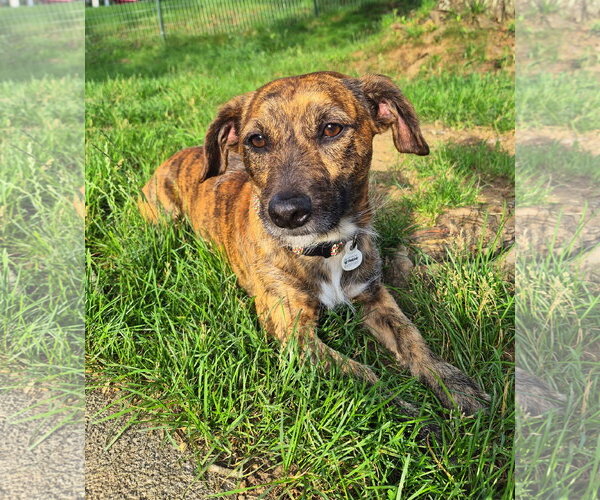 Medium Photo #3 Dachshund-Unknown Mix Puppy For Sale in Shelbyville, TN, USA