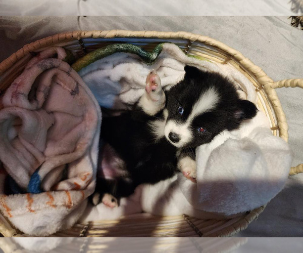 Medium Photo #1 Pomsky Puppy For Sale in BLOOMFIELD, NJ, USA