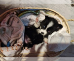Small Photo #1 Pomsky Puppy For Sale in BLOOMFIELD, NJ, USA