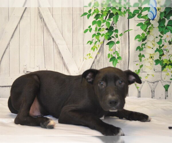 Medium Photo #2 Labrador Retriever-Unknown Mix Puppy For Sale in Oroville, CA, USA