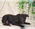 Small #1 Labrador Retriever Mix