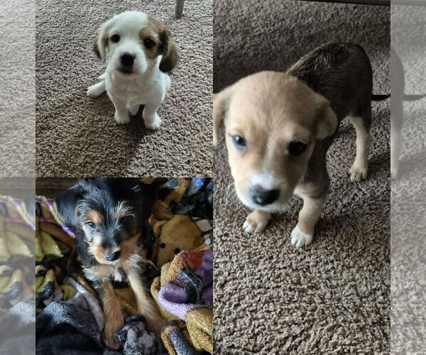 Medium Photo #1 Mutt Puppy For Sale in Jackson Township, NJ, USA