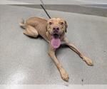 SCOTCH - Male Labrador Retriever-Unknown Mix Dog for Adoption - Small photo