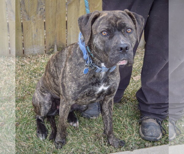 Medium Photo #9 Mastador Puppy For Sale in Huntley, IL, USA