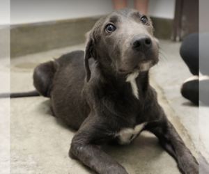 Scottie - Male Labmaraner Dog for Adoption - Photo #3