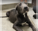 Small Photo #3 Labmaraner Puppy For Sale in Brooklyn, NY, USA