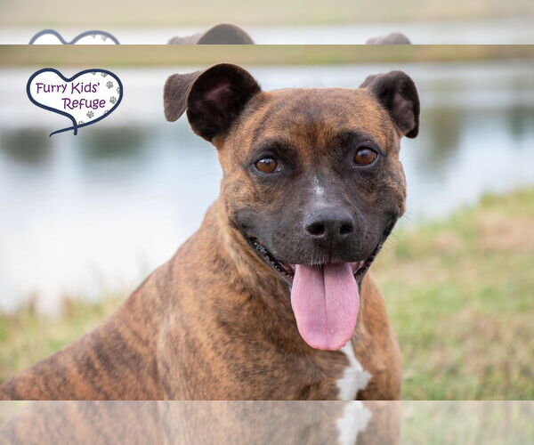 Medium Photo #4 American Staffordshire Terrier-Unknown Mix Puppy For Sale in Lee's Summit, MO, USA