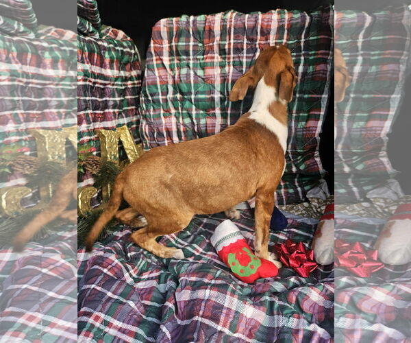 Medium Photo #11 Dachshund-Vizsla Mix Puppy For Sale in Wakefield, RI, USA