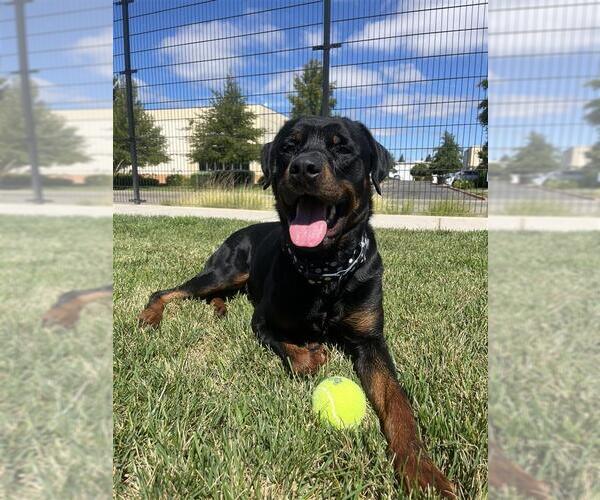 Medium Photo #2 Rottweiler-Unknown Mix Puppy For Sale in Elk Grove, CA, USA