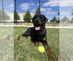 Small #1 Rottweiler Mix