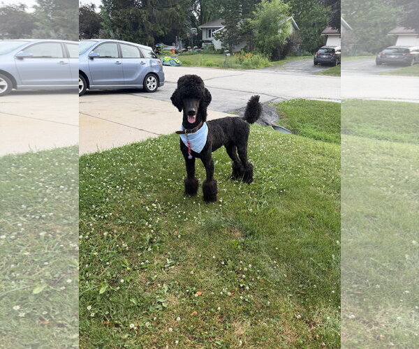 Medium Photo #3 Poodle (Standard) Puppy For Sale in Techny, IL, USA