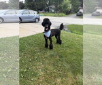 Small #2 Poodle (Standard)