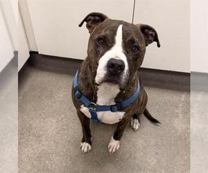 Staffordshire Bull Terrier-Unknown Mix Dogs for adoption in HESPERIA, CA, USA