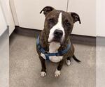 Small Staffordshire Bull Terrier Mix