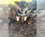 Small Photo #7 Pembroke Welsh Corgi Puppy For Sale in ODIN, IL, USA