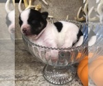 Small #6 Chihuahua