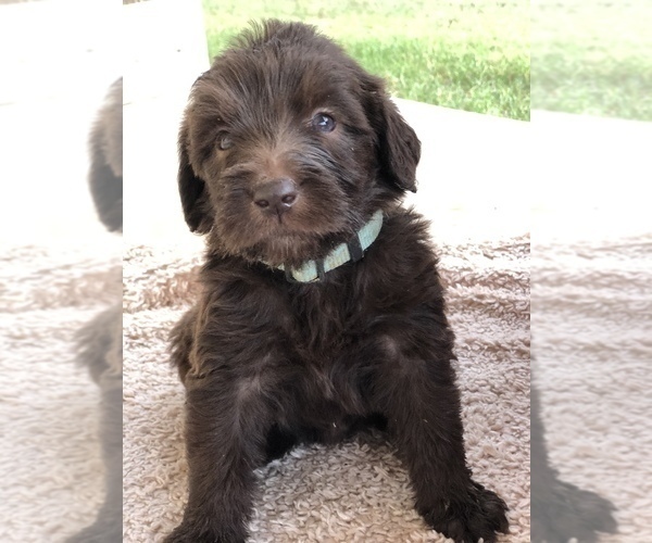 Medium Photo #11 Labradoodle Puppy For Sale in JARRELL, TX, USA