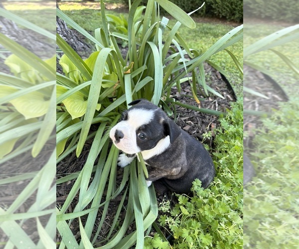 Medium Photo #5 Boston Terrier Puppy For Sale in FREDONIA, KS, USA
