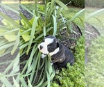 Small #4 Boston Terrier