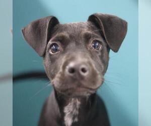 Labrador Retriever-Unknown Mix Dogs for adoption in San Antonio, TX, USA