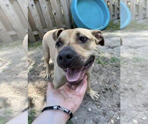 Skylar - Female American Staffordshire Terrier-Unknown Mix Dog for Adoption - Photo #6
