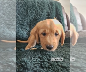 Golden Retriever Litter for sale in CELINA, TX, USA