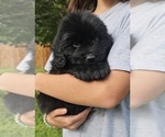 Small #6 Newfoundland