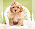 Puppy Nae Nae Goldendoodle (Miniature)