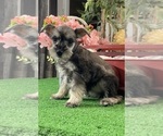 Small Schnauzer (Miniature)