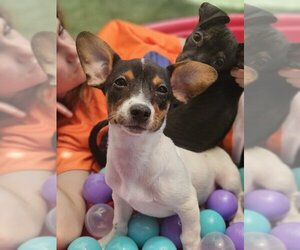 Rat-Cha Dogs for adoption in Lake elsinore, CA, USA