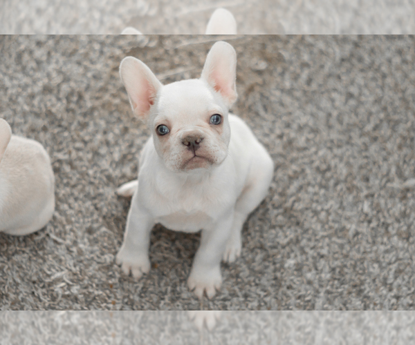 Medium Photo #5 French Bulldog Puppy For Sale in NAPPANEE, IN, USA