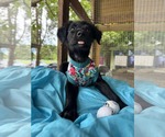 Small #2 Labrador Retriever Mix