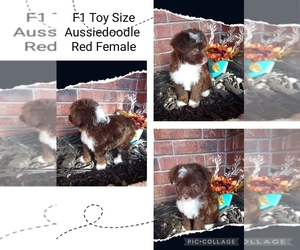 Aussiedoodle Miniature -Poodle (Toy) Mix Puppy for sale in CLAREMORE, OK, USA