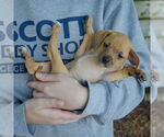 Small #3 Italian Greyhuahua
