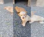 Small #13 Labrador Retriever