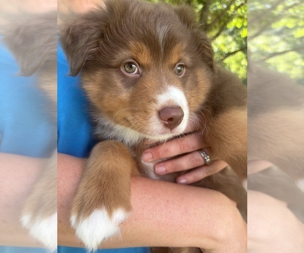 Medium Photo #2 Miniature American Shepherd Puppy For Sale in HURT, VA, USA