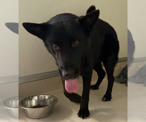 German Shepherd Dog-Unknown Mix Dogs for adoption in Sanford, FL, USA