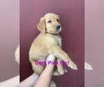 Small #10 Golden Retriever