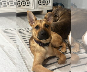 Punkin - Female Mutt Dog for Adoption - Photo #2
