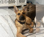 Small Photo #2 Mutt Puppy For Sale in The Woodlands, TX, USA