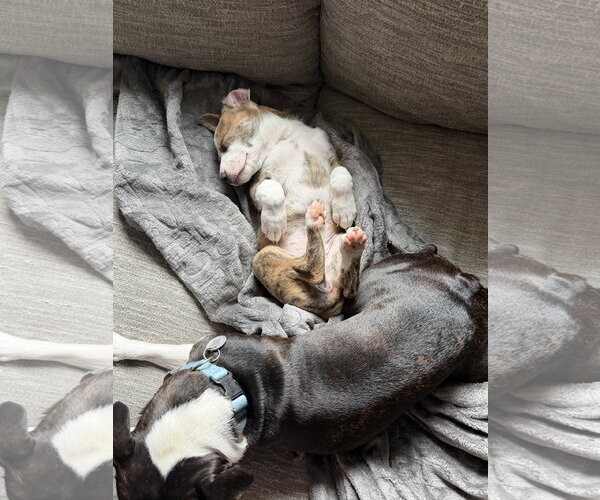 Medium Photo #2 Labrador Retriever-Unknown Mix Puppy For Sale in The Woodlands, TX, USA